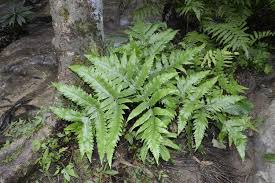 Image result for Tectaria angelicifolia