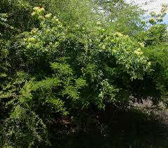 Image result for Hippocratea buchananii