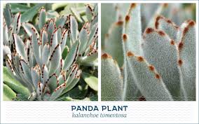 Consists of about 40 species of flowering plants commonly known as the houseleek or hens and chicks. 20 Popular Types Of Succulents Ftd Com