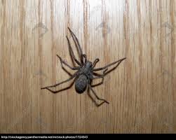 Im internet habe ich ähnliche spinnen gefunden unter dem namen winkelspinne. Grosse Winkelspinne Tegenaria Atrica Stockfoto 1724343 Bildagentur Panthermedia