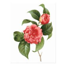 Vintage Floral Pink Camellia Flowers By Redoute Postcard Zazzle Com Botanical Prints Flower Illustration Spring Garden Flowers
