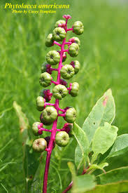 Image result for Phytolacca