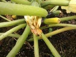 Just like squash vine borers, squash bugs give gardeners plenty of headaches and problems. Zucchini Turning Yellow And Rotting Growing Guides