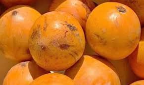 Image result for Chrysophyllum