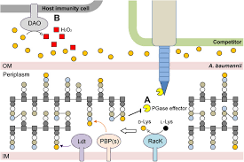Image result for Striga baumannii
