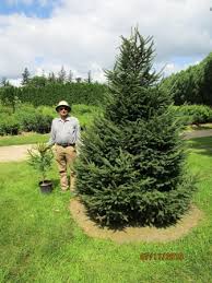 This tree should be given plenty of room and is ideal for spaces needing a fast growing screen. Norway Spruce Windbreak Trees