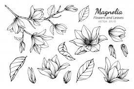 Collection Set Of Magnolia Flower In 2020 Magnolia Flower Leaf Drawing Magnolia