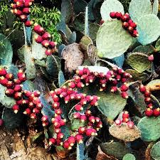 When the plant becomes older, it becomes too tough to eat. What To Do With Your Prickly Pears Bexploring
