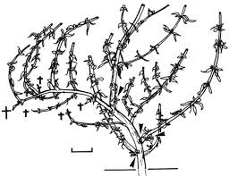 Image result for Anthospermum usambarense