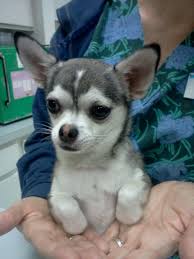 What's a good name for the mix? Chihuahua That Looks Like A Husky Mini Husky Lol Cute Animals Husky Memes Chihuahua