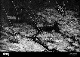 Image result for Clematis dolichopoda