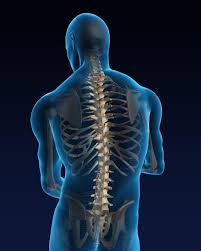 Pin On Anatomia
