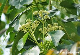 Image result for Hernandia nymphaeifolia