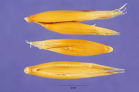 Image result for Avena sativa