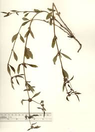 Image result for Spermacoce schlechteri