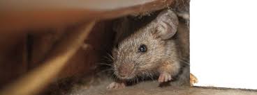 Bell & howell have some out that claim to repel ants, roaches, rats, mice i wish they'd make something like this for fleas, however, they are not all that inexpensive but if they work, they'd be worth their weight in gold, not to. Myth Busting Mice Repellents Rentokil