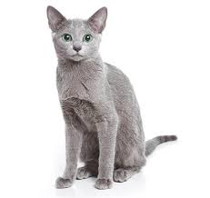 Learn more about their health, history and more. Russian Blue Cat Breed Information Purina