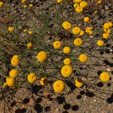 Image result for Microglossa