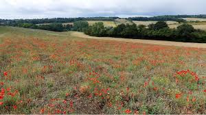 What to see in chesham. Seven Beautiful Countryside Walks And Day Trip Hikes Near London Suitcase Magazine