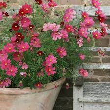 Our Summer Bedding Collection Includes These Stunning Rubenza Cosmos Bipinnatus Which Flower Right Up Until The First Flowers Uk Flower Pots Cosmos Flowers