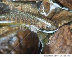 Iwana, a mountain stream fish that tries to... - Stock Photo [74515238] -  PIXTA