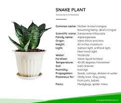 Snake Plant Laurentii For Sale Buying Growing Guide Trees Com Snake Plant Plants Growing Plants Indoors