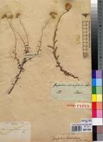 Image result for Helichrysum stenopterum