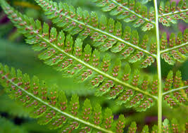 Image result for Athyrium