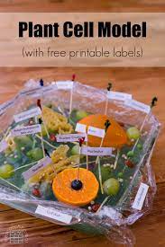Plant cell project, plant cell structure, simple plant cell, plant cell organelles, plant cell project materials, plant cell model labeled, 3d animal cell model #plantcellmodel #plantcell #diycellmodel #ediblecell. Plant Cell Model Researchparent Com