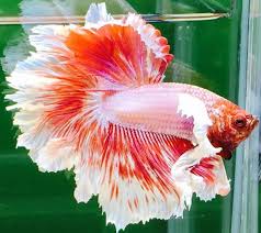 35 Different Types Of Betta Fish With Beautiful Pictures Betta Fish Types Betta Breeding Betta Fish