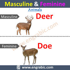 Masculine And Feminine Meaning In Urdu In 2020 Masculine Feminine Masculine Masculine And Feminine List