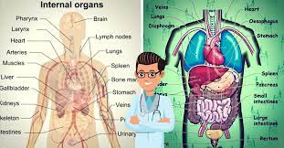 Suitable for esl and bilingual. English Vocabulary Internal Organs Of The Human Body Eslbuzz Learning English