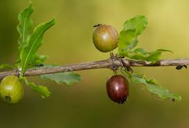 Image result for Coffea racemosa