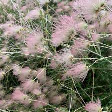 Image result for Alinula paradoxa