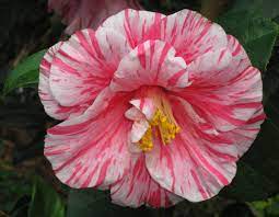 Camellia Queen Of Springtime Flowers Camellia Flower Flower Wallpaper