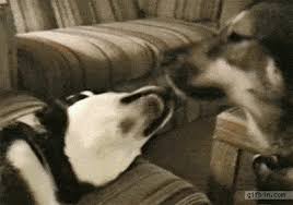 Chris Park 9gag Dog Kisses Dog Gifs Funny Pictures