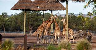 Looking for some dubbo zoo accommodation? Zoofari Lodge Taronga Conservation Society Australia