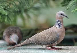 Burung pleci biasanya dijual dalam jumlah besar hingga butuh ketelitian ekstra untuk mengamati bagian paruh. Cara Mudah Dan Cepat Menjodohkan Derkuku Info Guyub Rukun Derkuku Puter Pelung