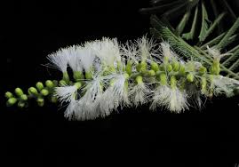 Image result for Acacia fleckii