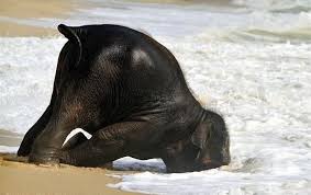 Check spelling or type a new query. Elephant Playing On Beach Baby Elephants Playing Elephants Playing Baby Elephant