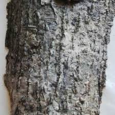 Image result for Cola natalensis