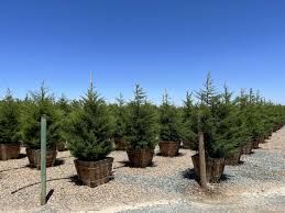 Image result for Cupressus macrocarpa