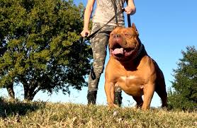 Maybe you would like to learn more about one of these? Biggest Bullies