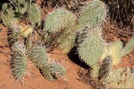 Zion national park tours and things to do: Zion National Park Attractions Hiking Trails Usa