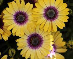 Pin On New Plant Trends For 2015