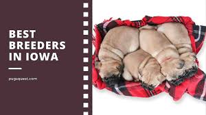 Hours may change under current circumstances Pugs For Sale In Iowa List Of Iowa Pug Breeders