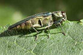 Emerald Ash Borer Treatment Recommendations