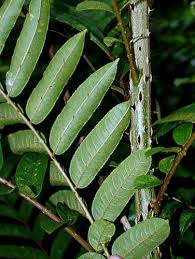 Image result for Zanthoxylum