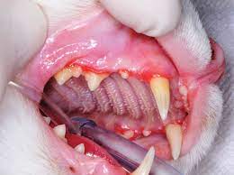 Once balance is established in the whole system, everything else will slip back into a natural order, including your cat's dental health. Chronic Feline Gingivostomatitis Proven Therapeutic Approaches New Treatment Options