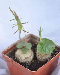 Image result for Dorstenia barnimiana